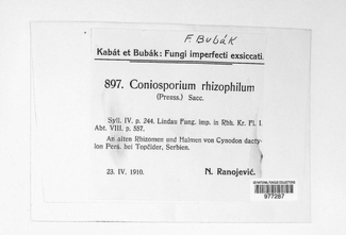Coniosporium image